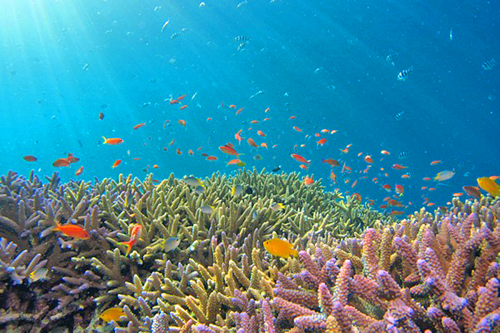 Calentamiento global, aún dentro del Acuerdo de París, será catastrófico para corales