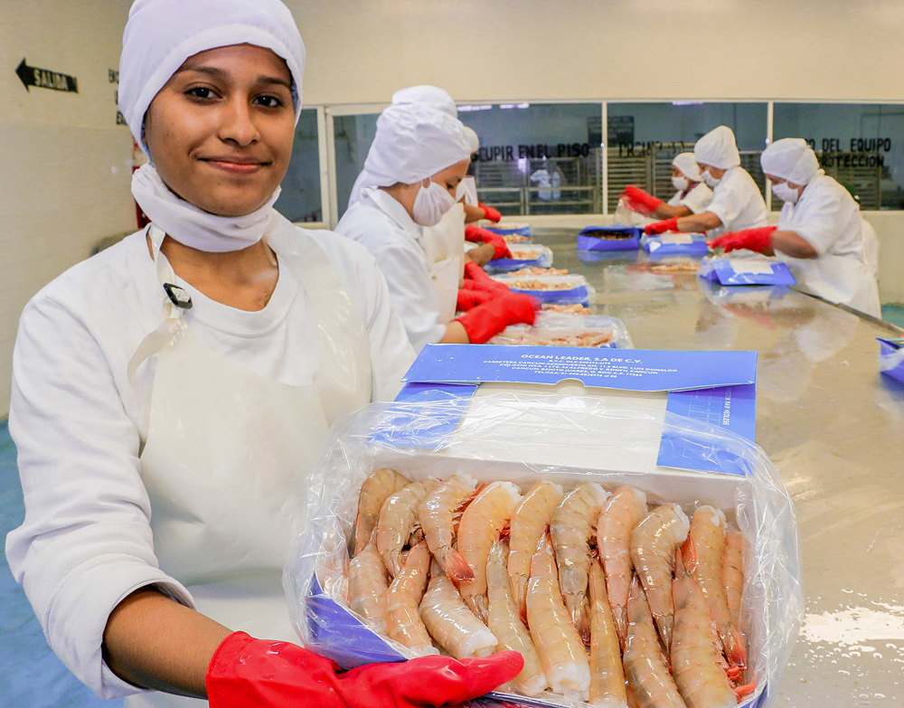 México establece zonas de veda para camarón en Golfo de México y Mar Caribe