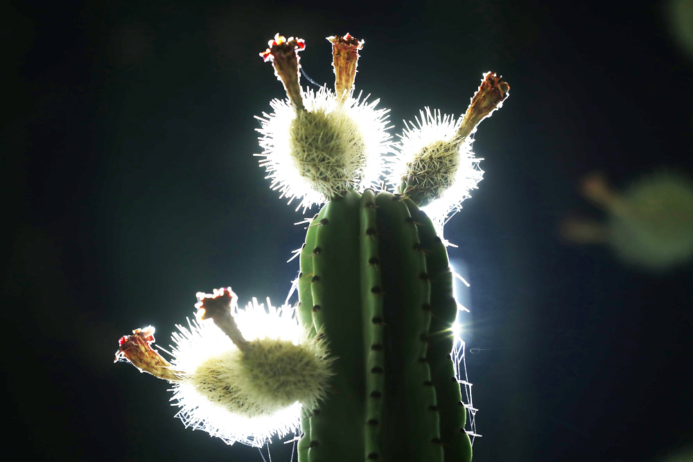 La pitaya, el fruto exótico que crece en México al calor de la primavera