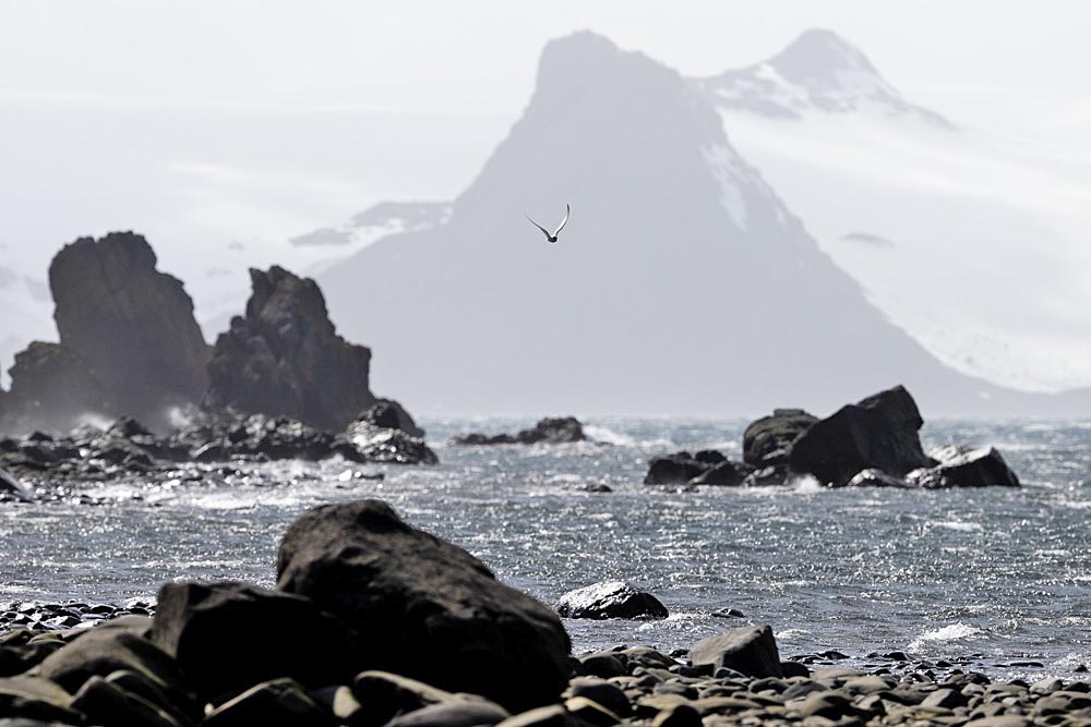 La UE urge a crear en la Antártida “el área marina protegida más grande del mundo”