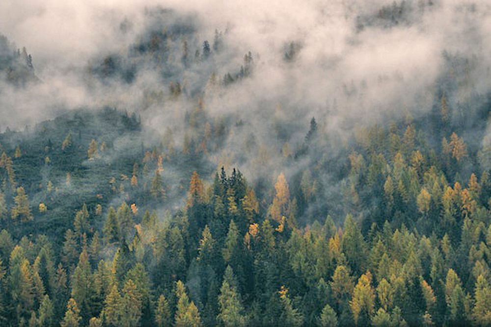 Reforestación podría estar afectando el ciclo del agua, afirman expertos