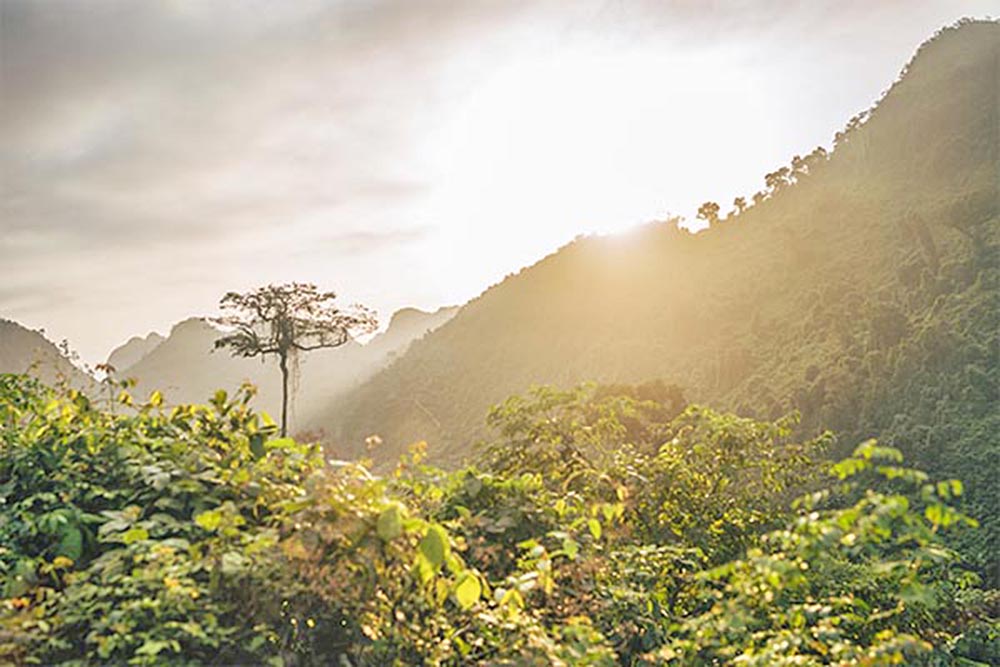 Pérdida de resiliencia en la selva amazónica podría llevar a un punto de inflexión