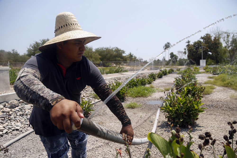 Humedal basado en naturaleza ayuda al tratamiento y reúso del agua en México