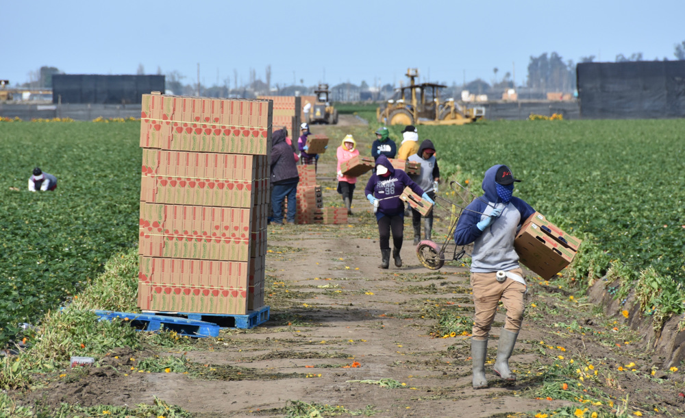 Congresistas denuncian los peligros del campo para niños trabajadores