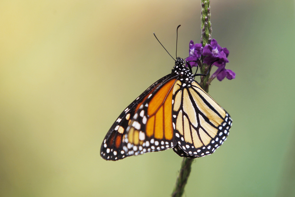 WWF: ingreso de mariposa monarca a especies amenazadas es una “oportunidad”