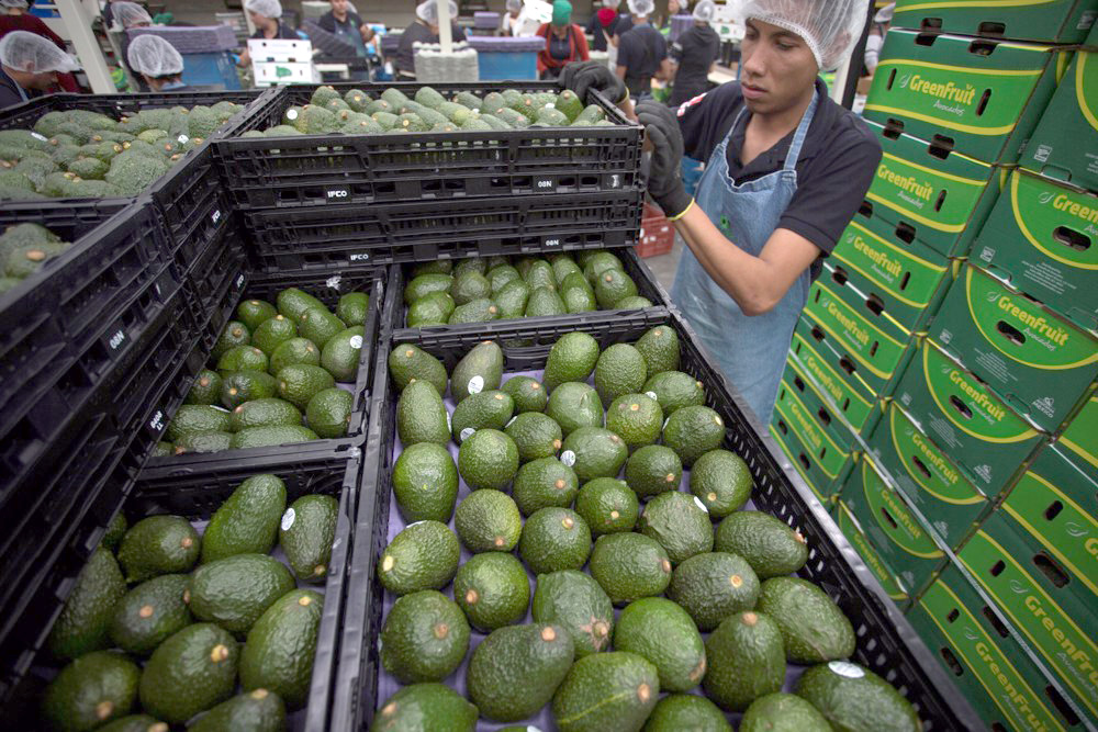 México exporta primer cargamento de aguacate de Jalisco hacía EEUU