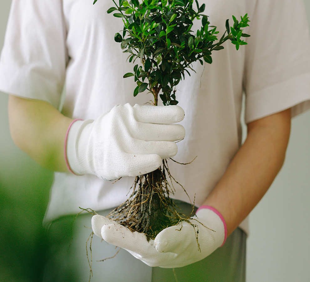 Diseñan raíces para penetrar suelos duros y compactos; aumentará rendimiento agrícola