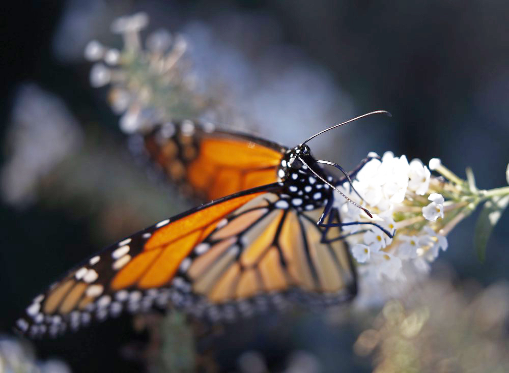 La mariposa monarca entra en la lista roja de especies amenazadas