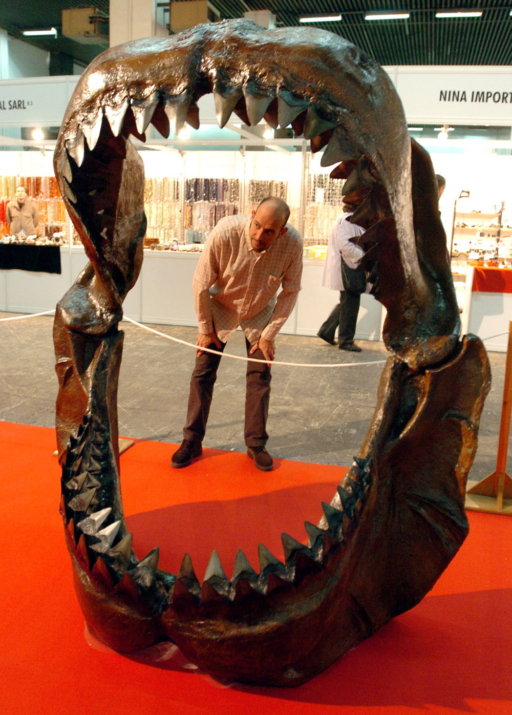 El tiburón megalodón era más rápido, grande y voraz de lo pensado