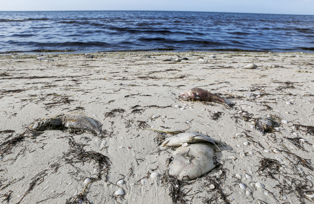 La marea roja hunde la economía de los pescadores del sureste mexicano