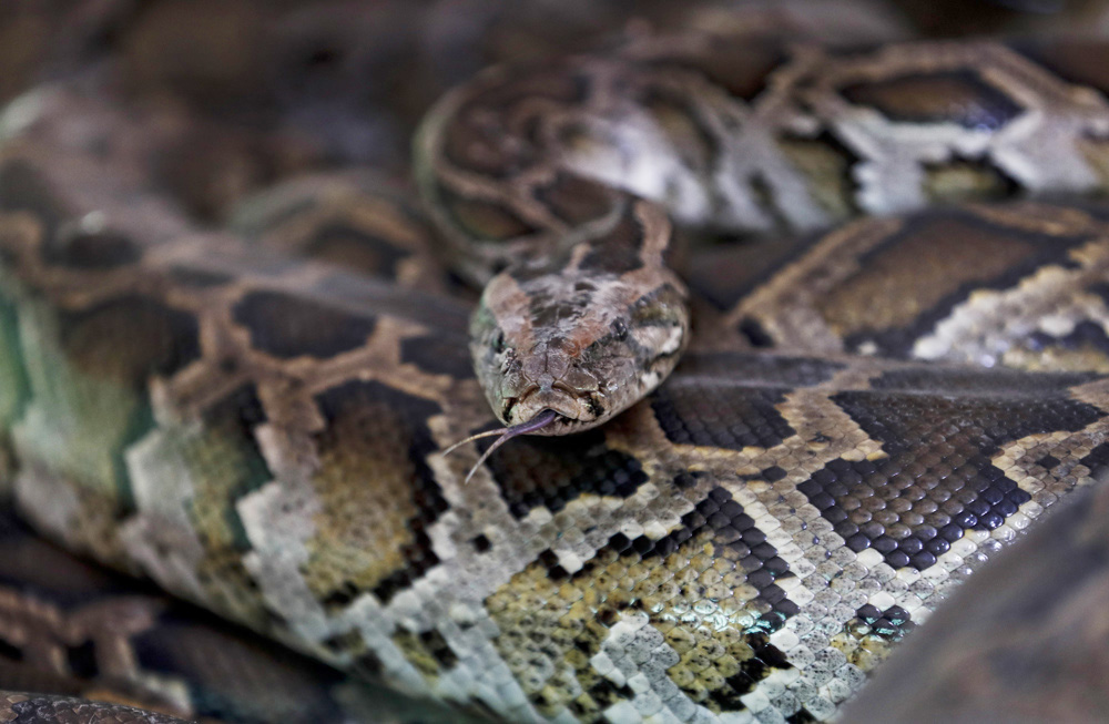 Comienza la  ofensiva anual contra las pitones birmanas del  sur de Florida