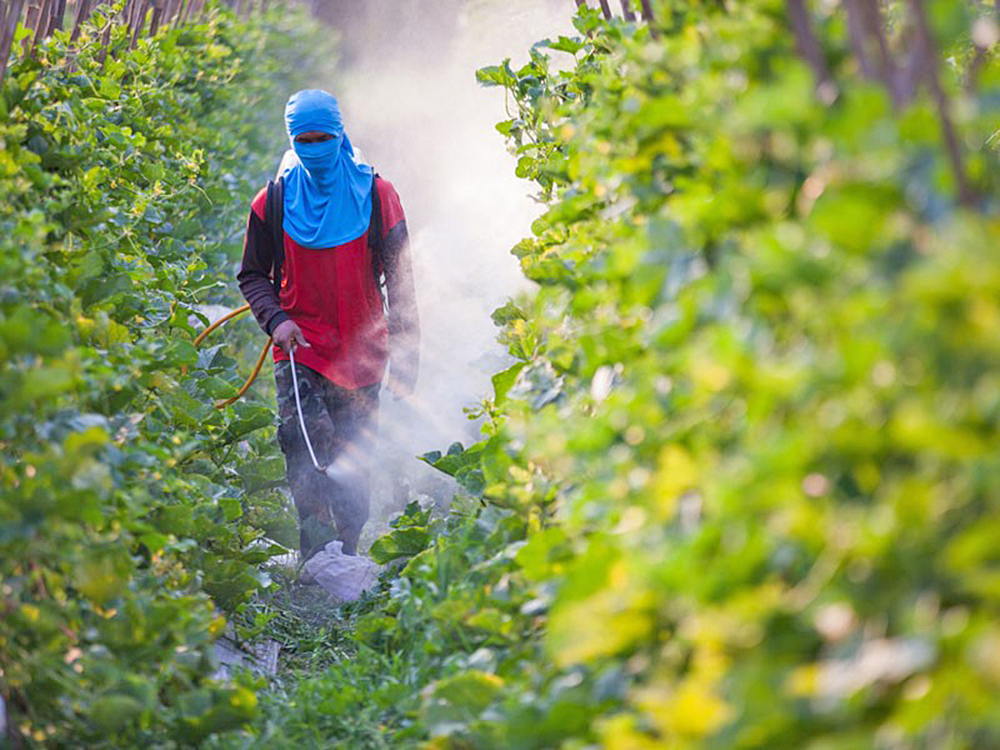Buscan prohibir pesticidas nocivos para el cerebro de los niños