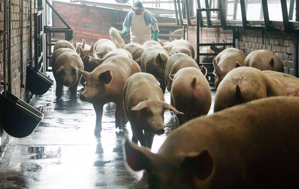 México destaca su posición como productor de carne de cerdo en América Latina