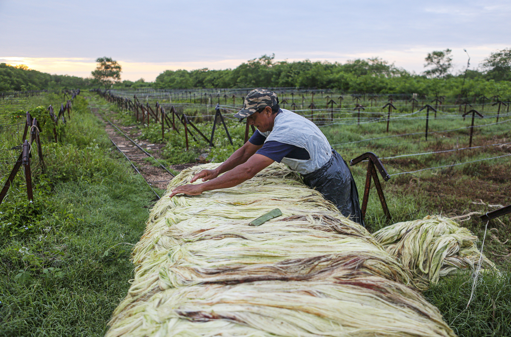 Científicos mexicanos salvan el “oro verde” de Yucatán con un agave mejorado