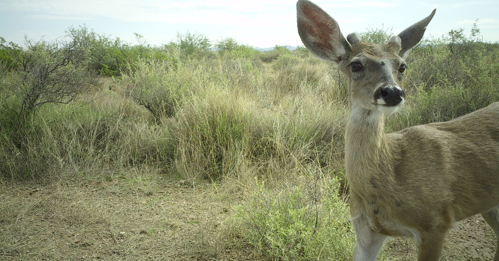 Ambientalistas registran impacto de muro fronterizo en migración de mamíferos