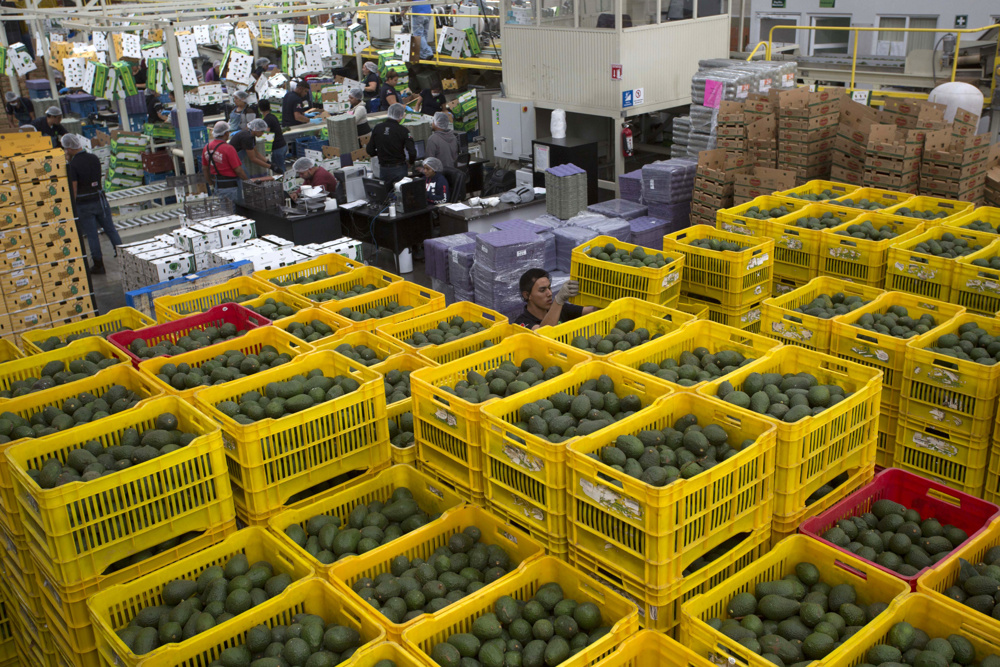 La pasión por aguacate mexicano en EEUU es fuente de riqueza en ambos lados
