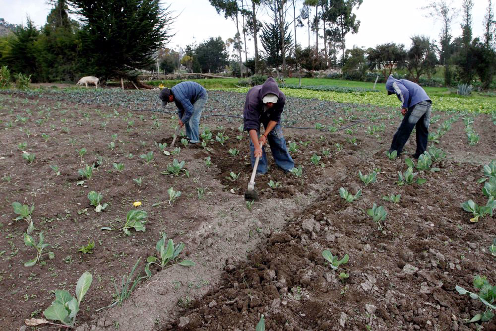 México pide considerar al amaranto como un alimento altamente nutritivo