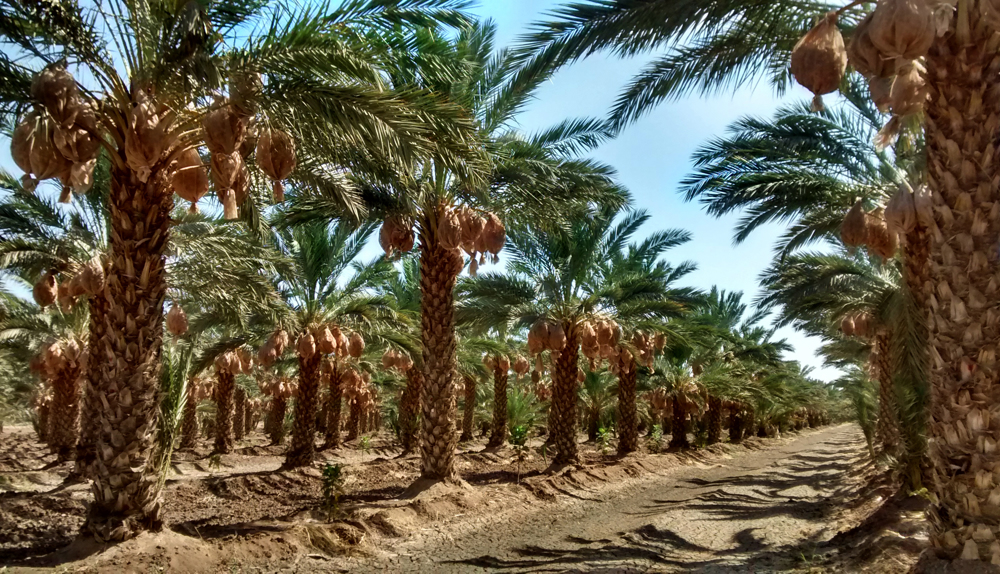 México y Emiratos Árabes Unidos promoverán el dátil mexicano en Medio Oriente