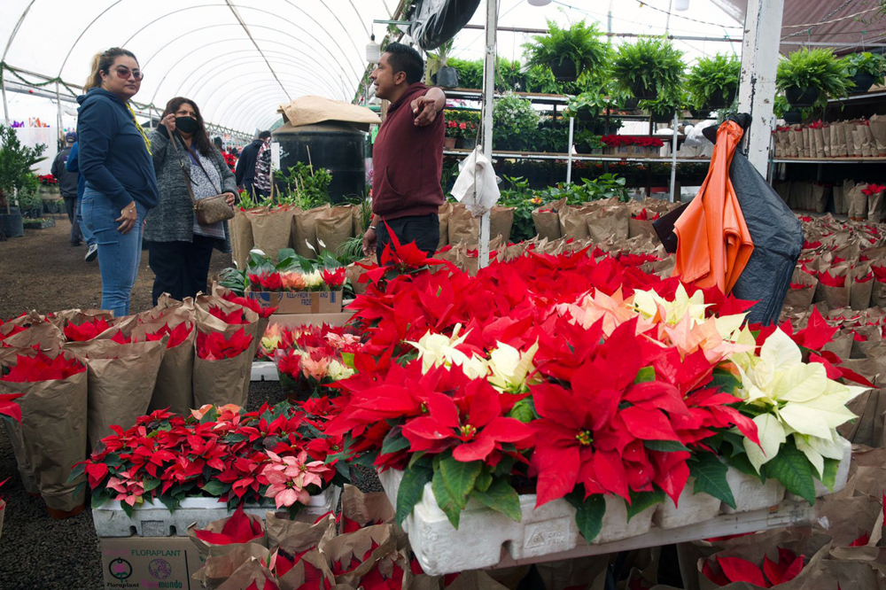 Productores de siete estados mexicanos aseguran abasto de Nochebuena en 2022