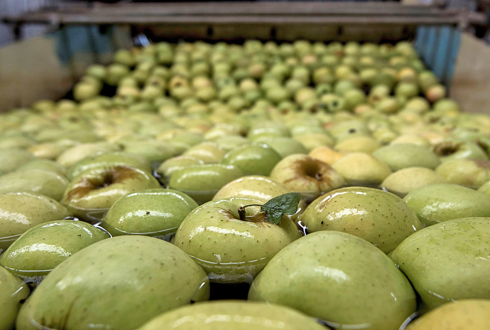 FAO: En 10 años, Latinoamérica incrementará superavit agroalimentario en 28 %