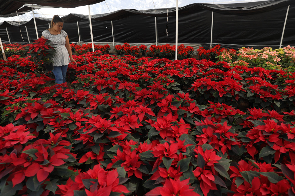 Floricultores mexicanos preparan cosecha de flor de Nochebuena