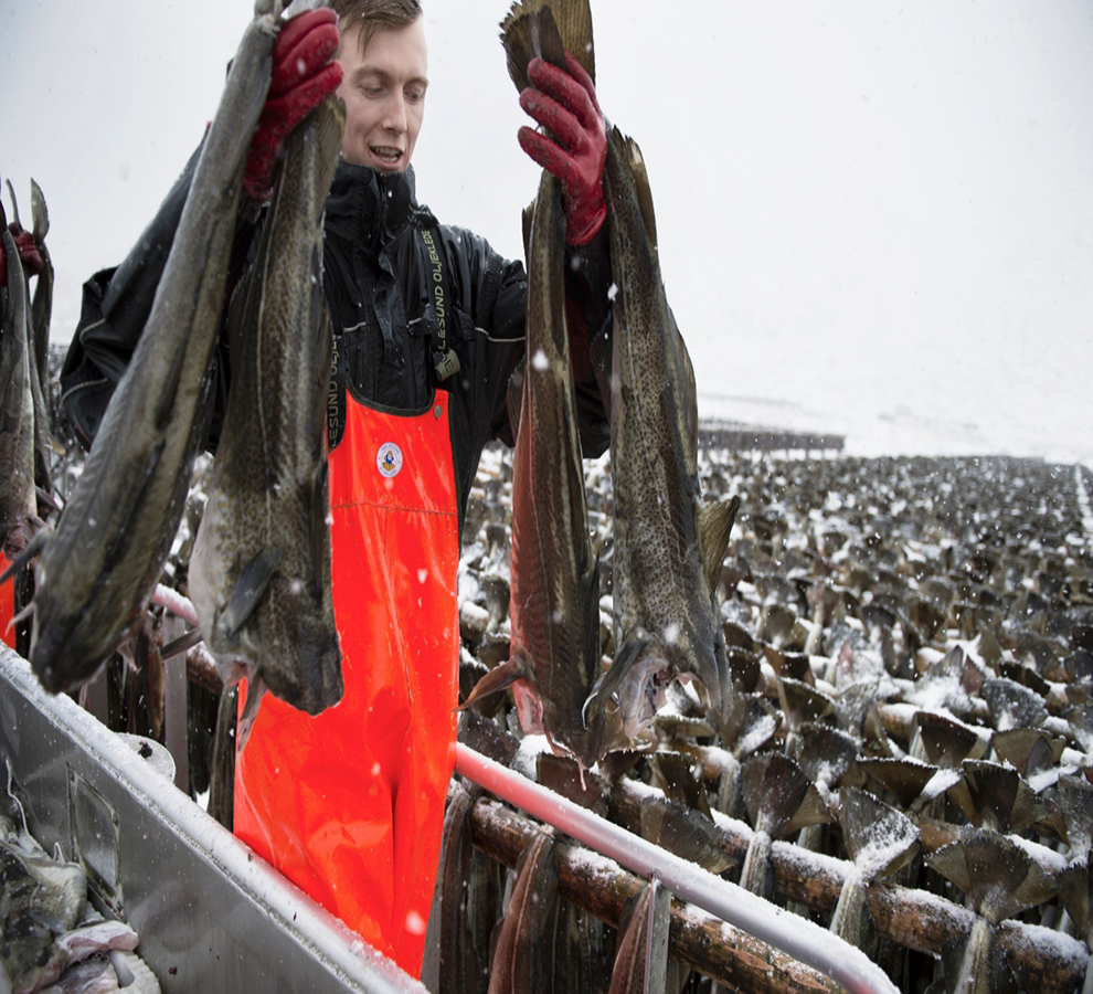 Bacalao se gana la reputación de ser el oro blanco de Noruega