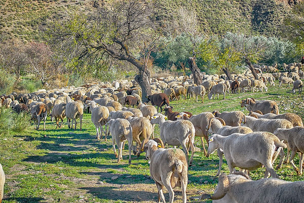 La producción de alimentos genera gases de efecto invernadero