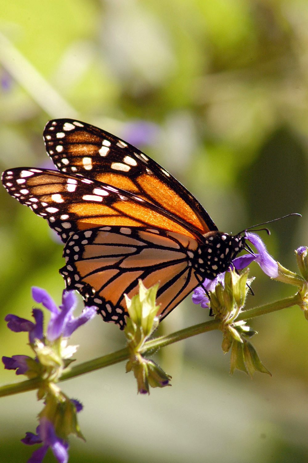 Empieza la llegada de mariposa monarca a México para su periodo de hibernación