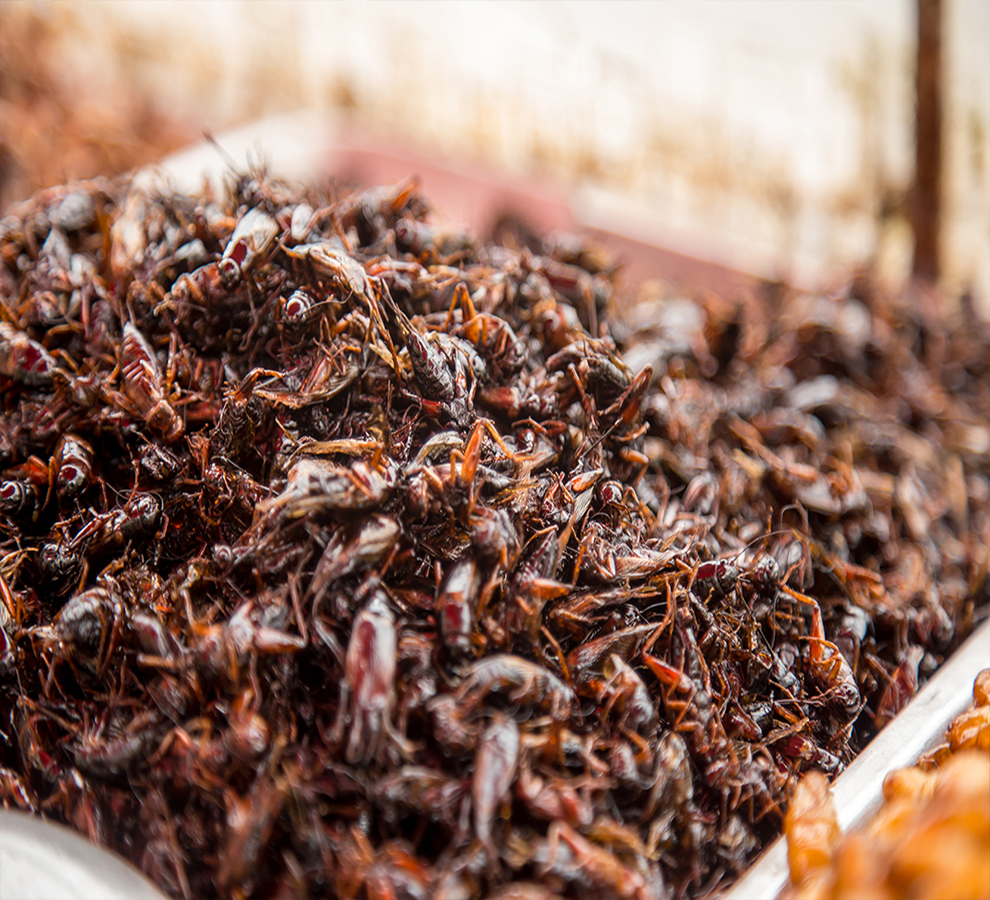 ¿Chapulines como proteína? Mexicanas investigan cómo pueden integrarse a la dieta