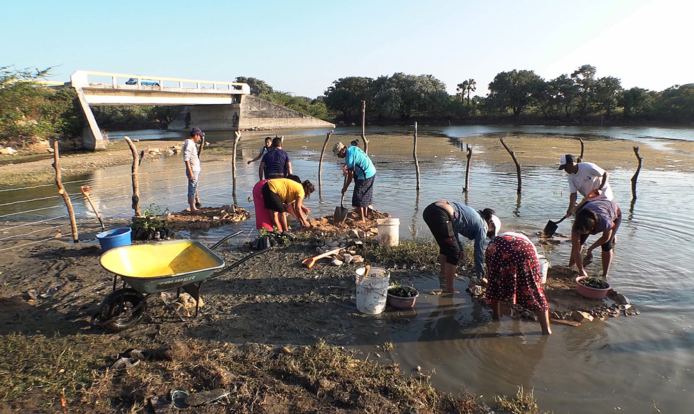 Indígenas reforestan mangle en sur de México y se reconectan con naturaleza
