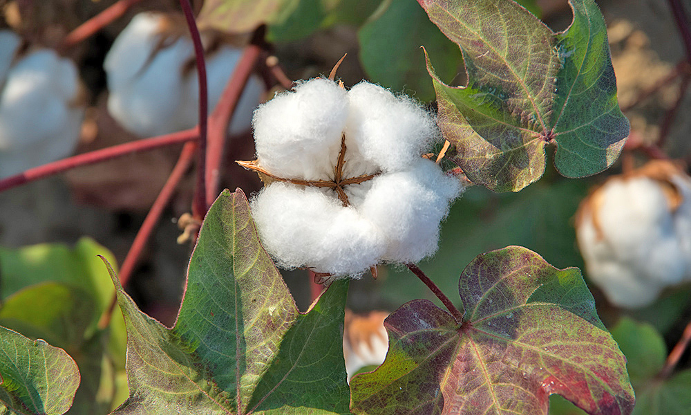 Industria Agrícola texana representa 27 mil ranchos y granjas