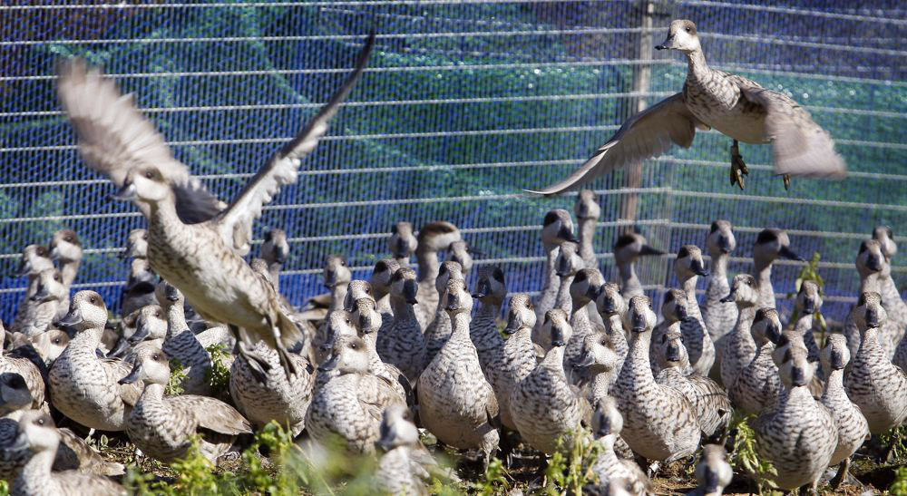 Un 28 % de las especies amenazadas está en peligro de extinción