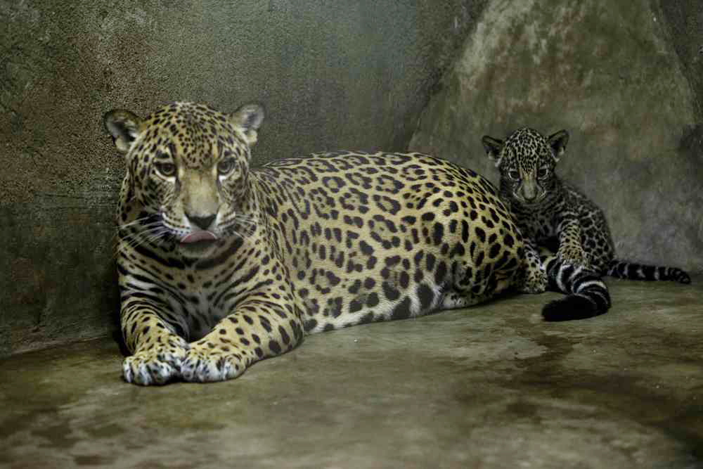 Ambientalistas buscan reintroducir el jaguar en suroeste de Estados Unidos