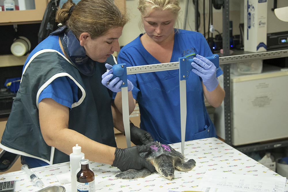 Tortugas de la especie más amenazada se recuperan en Florida de ola de frío