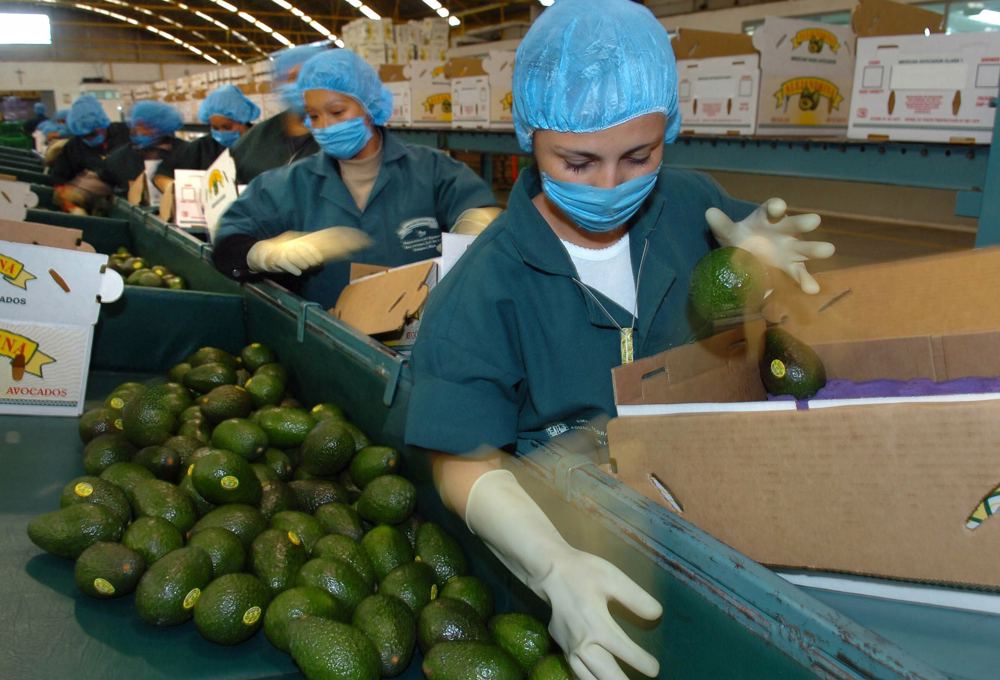 México enviará hasta 130.000 toneladas de aguacate a EE.UU. por el Super Bowl