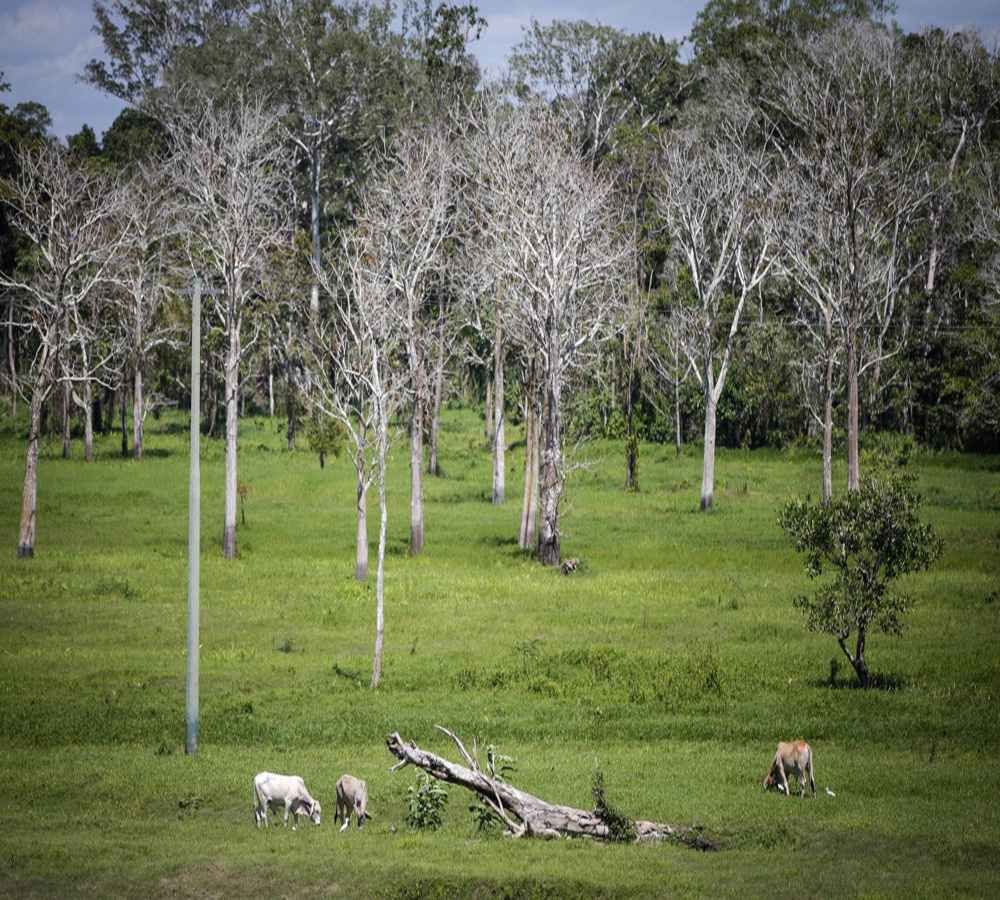 Los humanos hemos degradado más de un tercio de los bosques del Amazonas