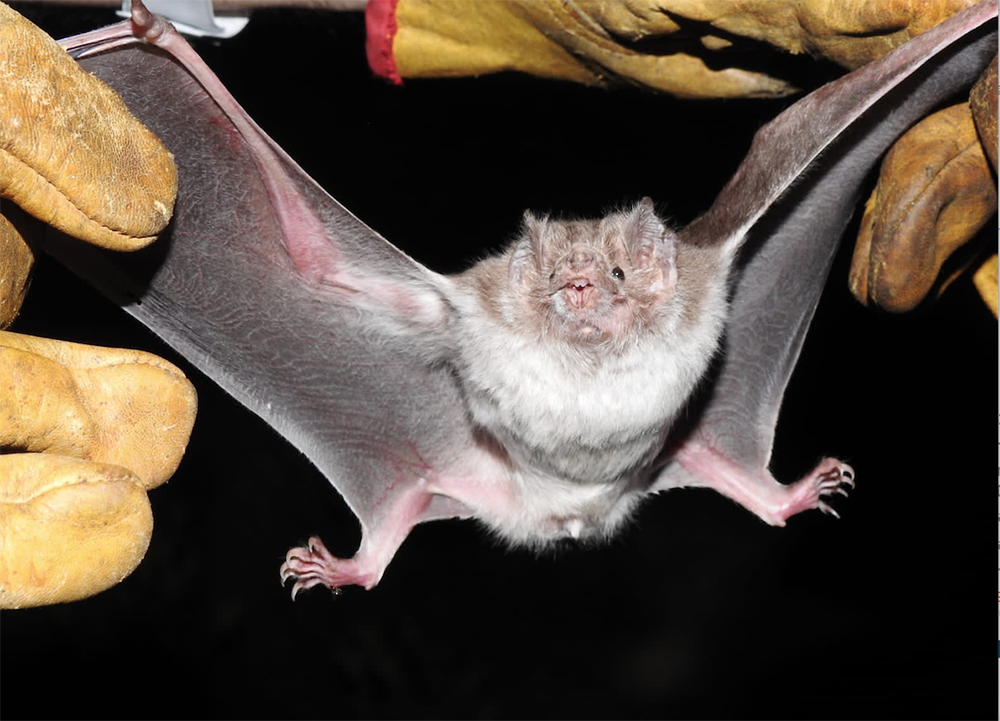Estudia UAT la importancia de los murciélagos en ecosistemas de Tamaulipas