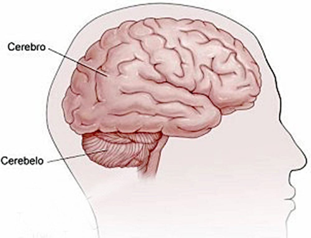 guia cerebro jpg