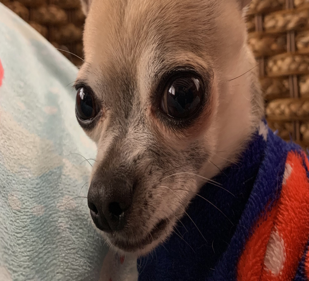 Alerta epidemiológica de casos de rabia humana en México: síntomas