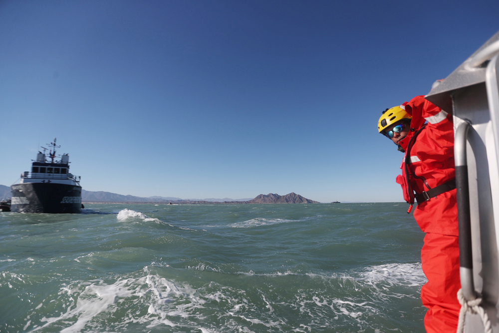 Armada mexicana y Sea Shepherd recogen frutos de protección a vaquita marina