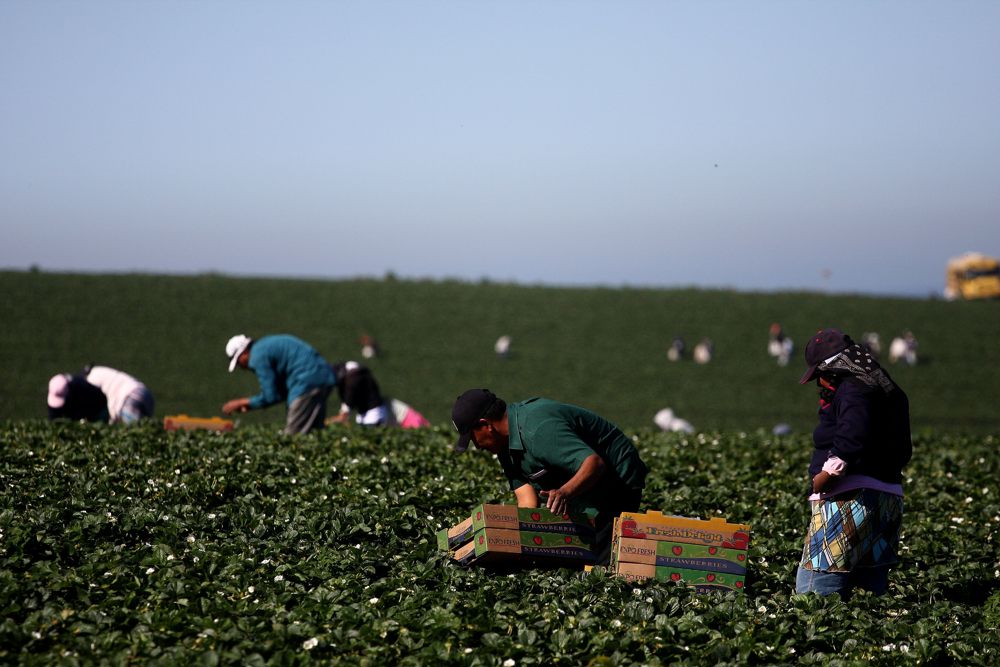 México espera enviar más de 26.000 jornaleros a Canadá durante 2023