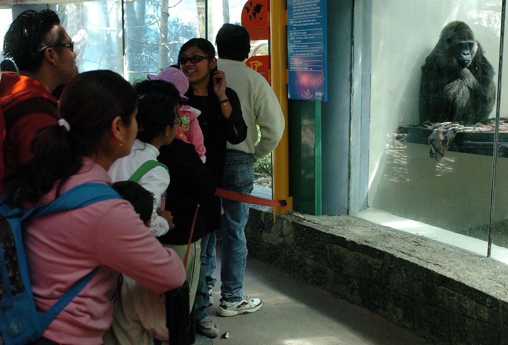 Autoridad protectora denunciará violaciones en zoológico del sur de México