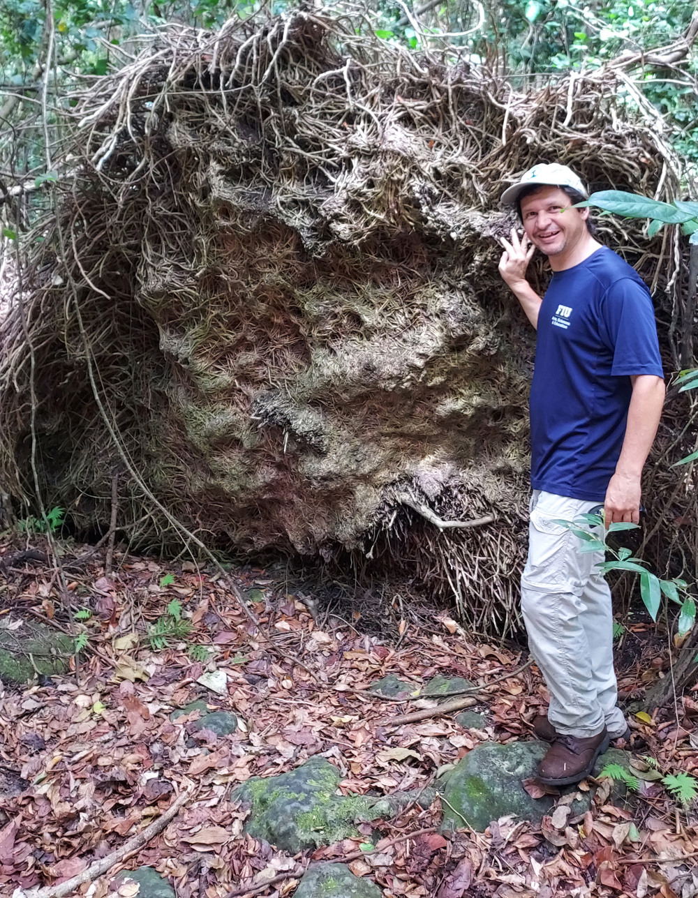 Crisis climática favorece la expansión de termitas que aceleran calentamiento
