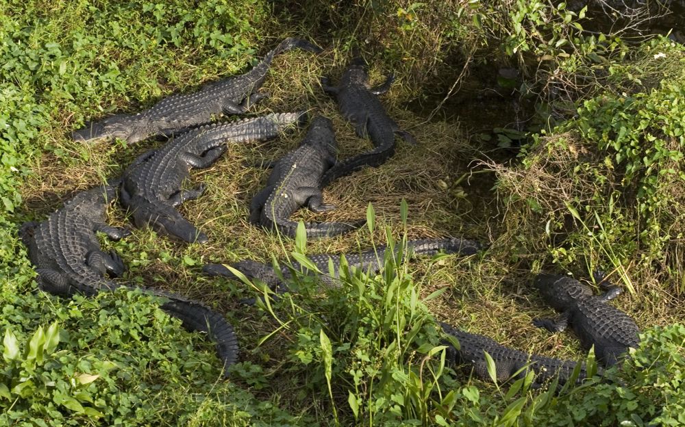Los ataques de caimanes a humanos son “extremadamente raros”, dice experto