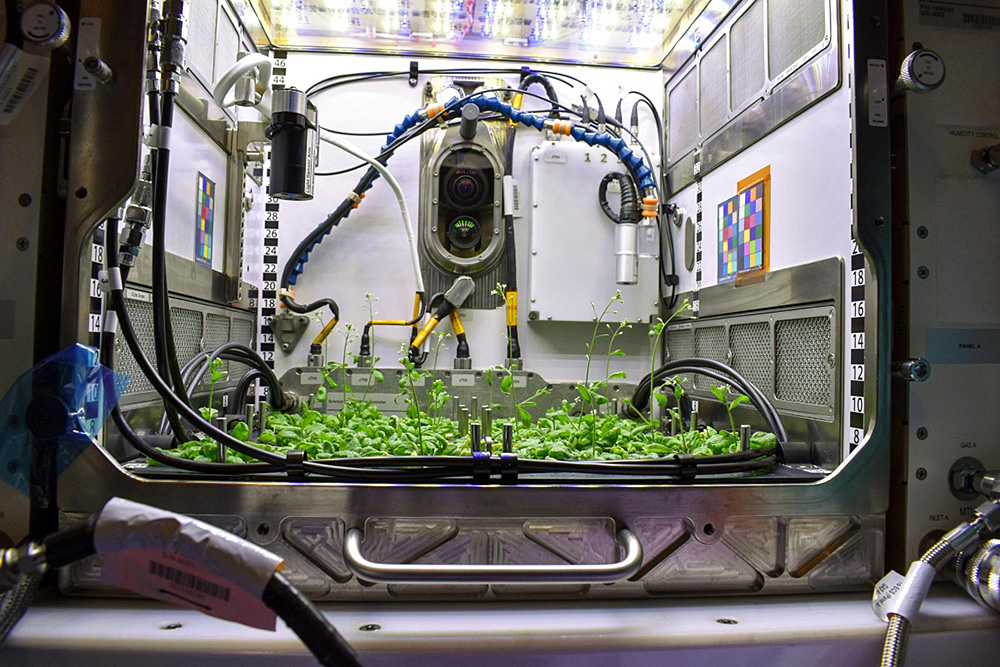 NASA estudia plantas y bacterias desde el espacio