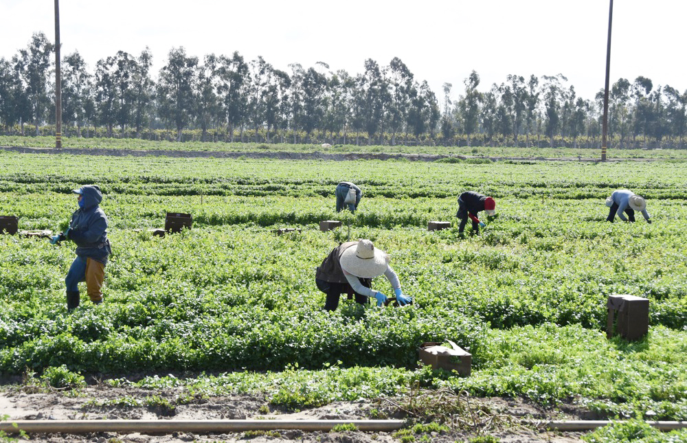 EEUU busca restaurar protecciones a trabajadores agrícolas contra pesticidas