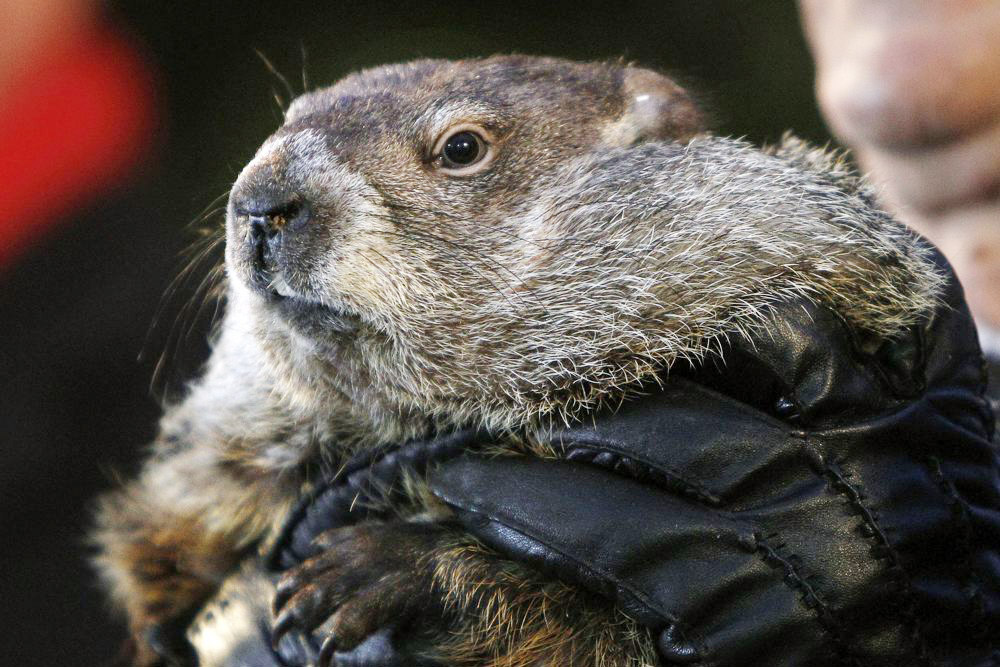 La marmota Phil “predice” seis semanas más de invierno en Estados Unidos