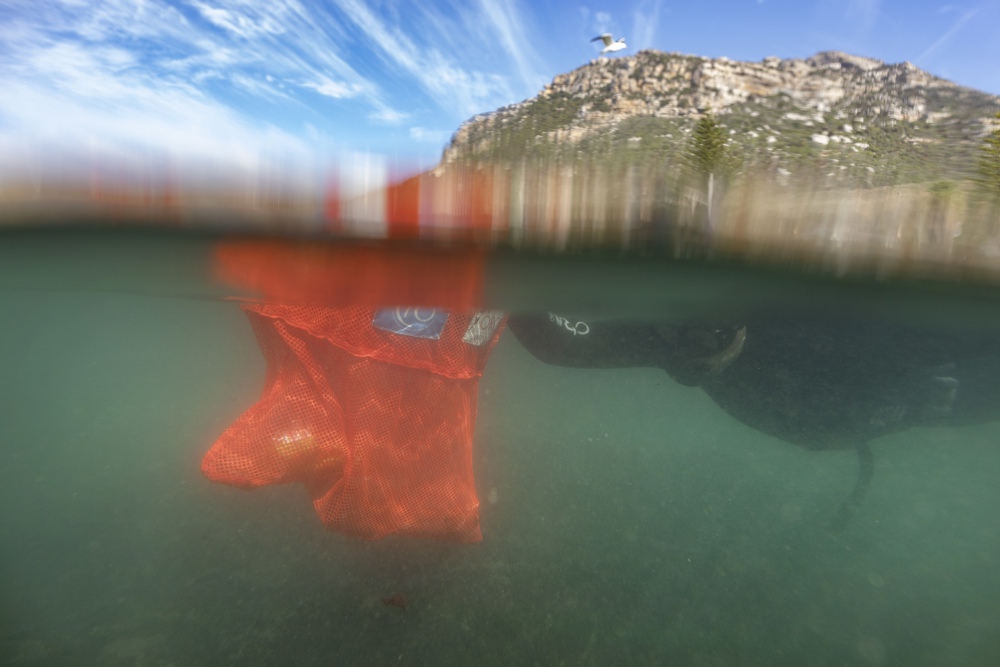 Científicos descubren un aumento “sin precedentes” de plástico en los océanos