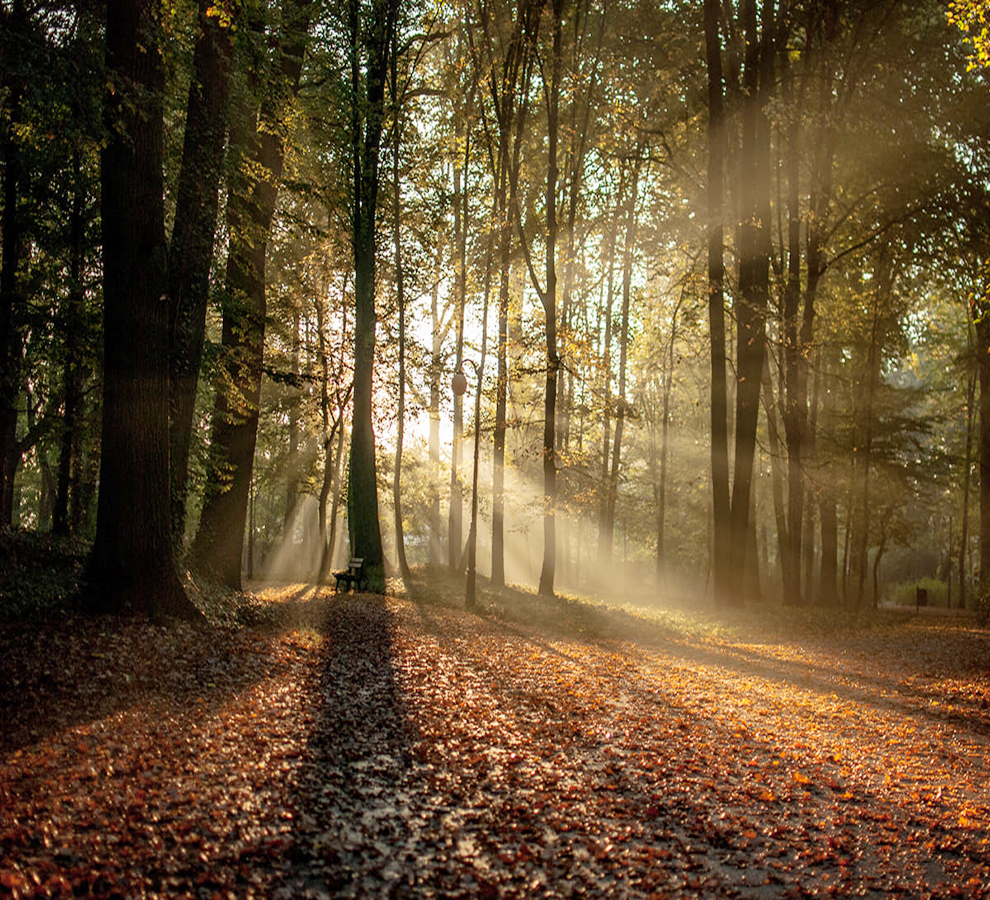 Bosques, espacios que permiten a la salud humana tener un impacto positivo