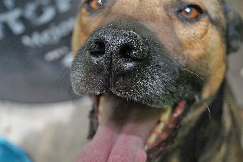 ¿El humo del tabaco afecta a las mascotas?